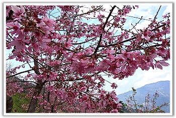 觀霧民宿．森悅雲海民宿